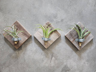 Reclaimed Wood  Air Plant Plaque (with Airplants)