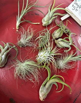Several small air plant (Tillandsia) sprigs arranged on a large red round tray, with a handwritten price tag reading 'Air Plant Single $5.00 w/Plant $15.
