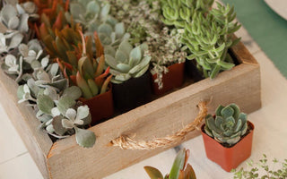 Rustic Reclaimed Wood Tray