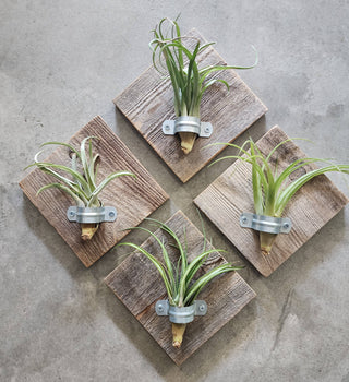 Reclaimed Wood  Air Plant Plaque (with Airplants)