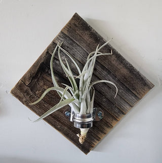 Reclaimed Wood  Air Plant Plaque (with Airplants)
