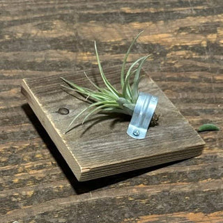 Reclaimed Wood  Air Plant Plaque (with Airplants)